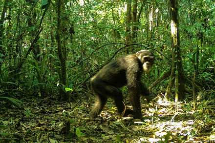Gola National Forest