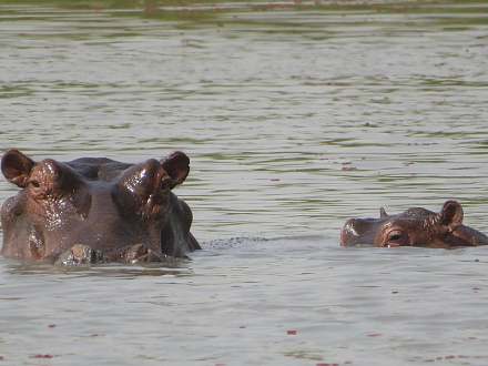 Mare aux Hippopotames