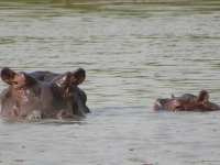 Mare aux Hippopotames