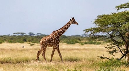 济尼亚雷