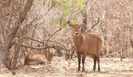 Niokolo-Koba National Park
