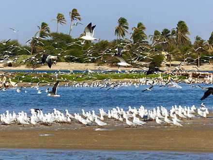 Langue de barbarie National Park