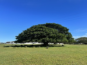 德胡普自然保护区 5