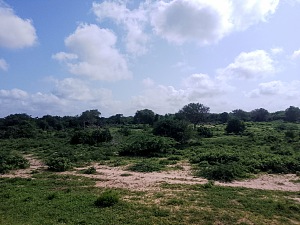 塔纳河灵长类国家保护区 4