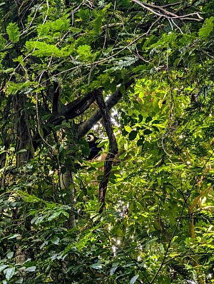 Rau Forest Reserve 3