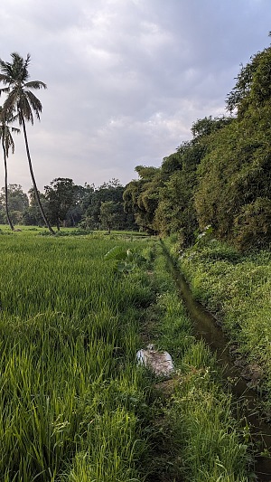 Rau Forest Reserve 2