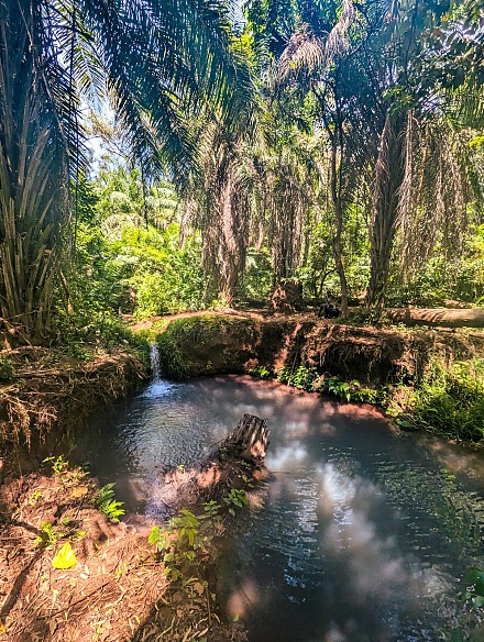 Rau Forest Reserve