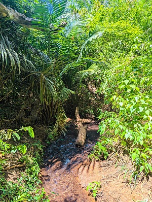 Rau Forest Reserve 5