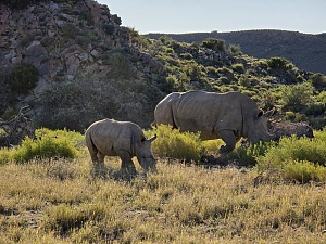 Sanbona Wildlife Reserve 4