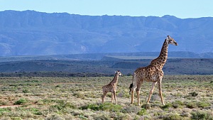 Sanbona Wildlife Reserve 3