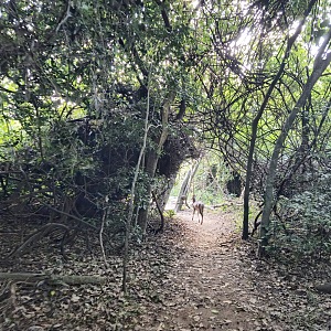 乌姆兰加潟湖自然保护区 4