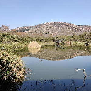 沃尔特·西苏鲁国家植物园 3