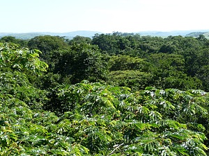 德林扎森林自然保护区 3
