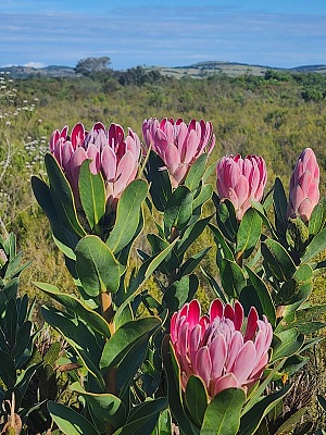 范斯塔登斯河野花保护区 2