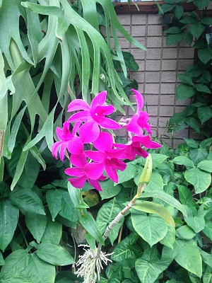 布隆方丹兰花馆 4