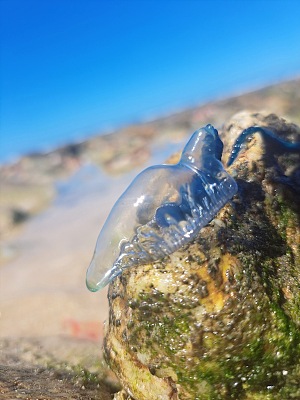 开普雷西夫自然保护区 5