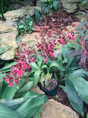 布隆方丹兰花馆 3