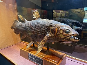 东伦敦博物馆 2