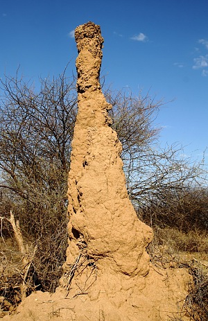Turmi 5