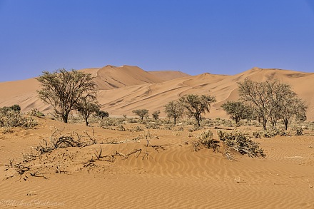 Big Mamma Dune