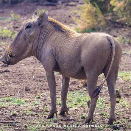 3 Days: Test of Kenyan Safari Nakuru Mara National Park