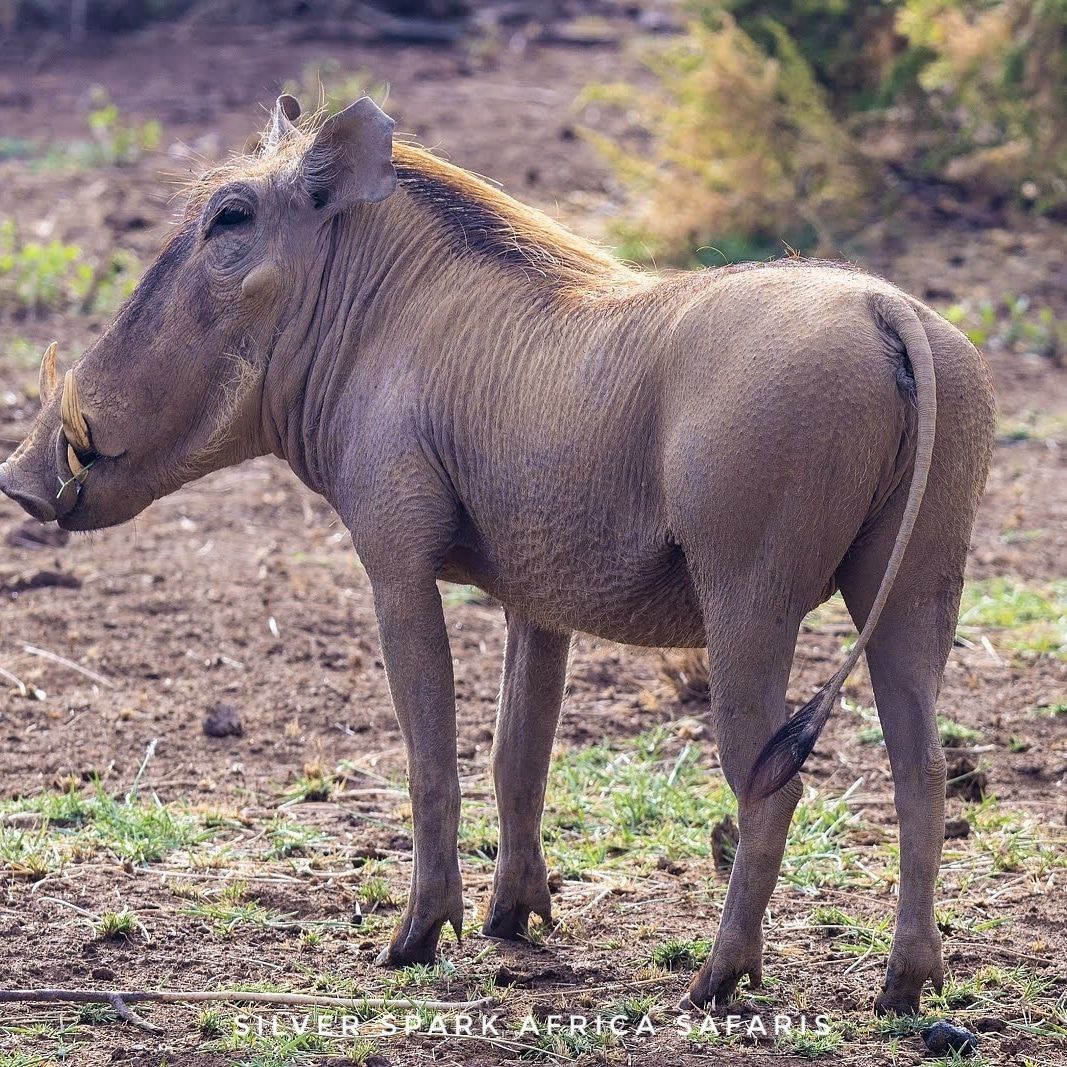3 Days: Test of Kenyan Safari Nakuru Mara National Park