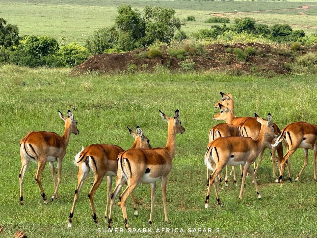 14 Days of African Elegance: Safari, Culture & Zanzibar Shores 