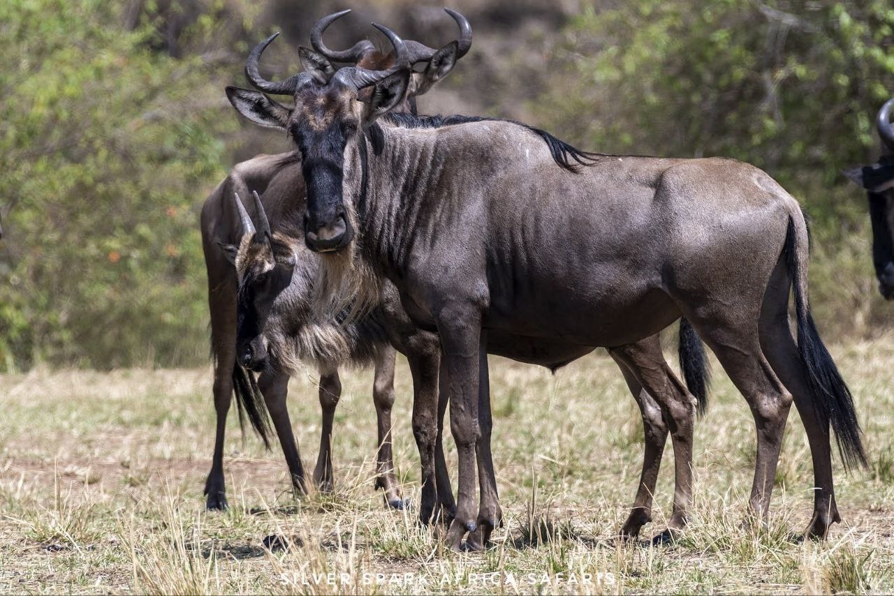 7-Day Amboseli Park, Lake Nakuru, Maasai Mara Park 