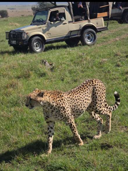 4 Days 3 Nights Safari to Masai Mara and Lake Nakuru
