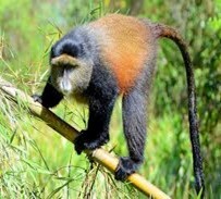 4 DAYS 3 NIGHTS RWANDA GORILLA TREKKING