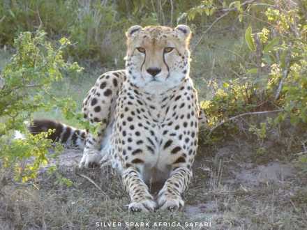 3-Day Game Maasai Mara National Park