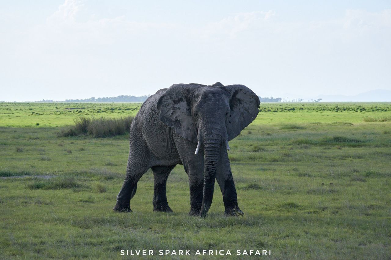 11-Day Serengeti, Maasai Mara, Tarangire, Amboseli Park 