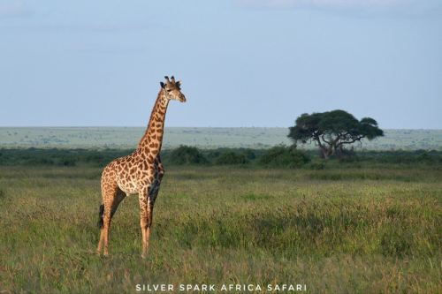 6-Day Samburu, Aberdare , Ol Pejeta Conservancy, Nakuru National Park