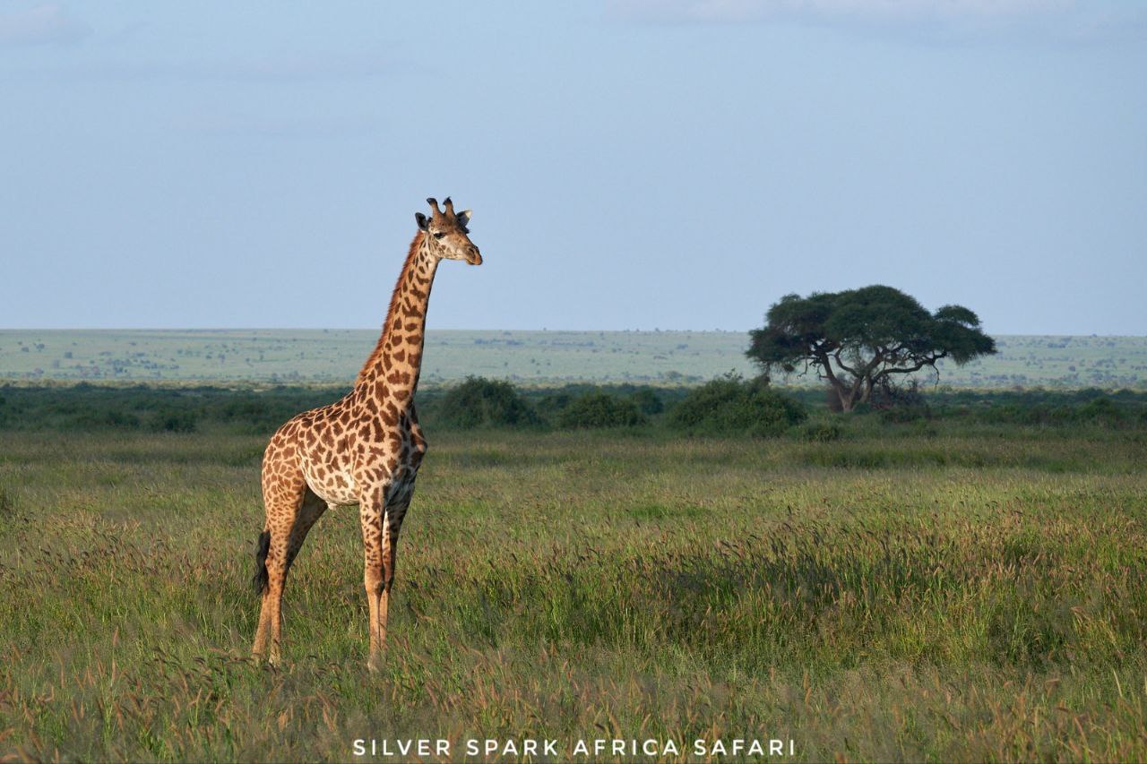 6-Day Samburu, Aberdare , Ol Pejeta Conservancy, Nakuru National Park