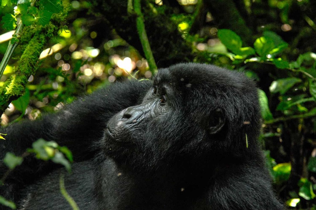 6-Day Gorilla, Chimpanzee & Wildlife Safari