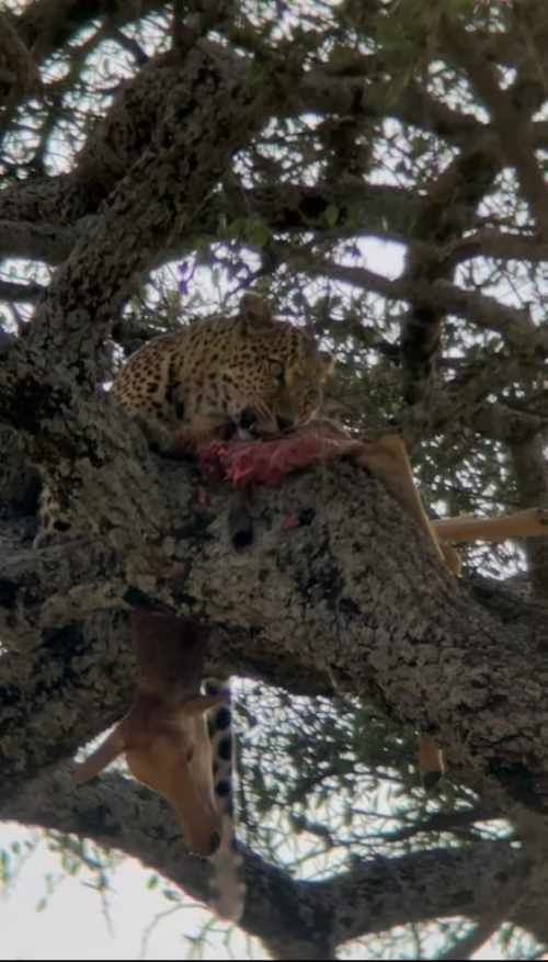 4 Days Masai Mara National Reserve Fly-in Luxury Safari
