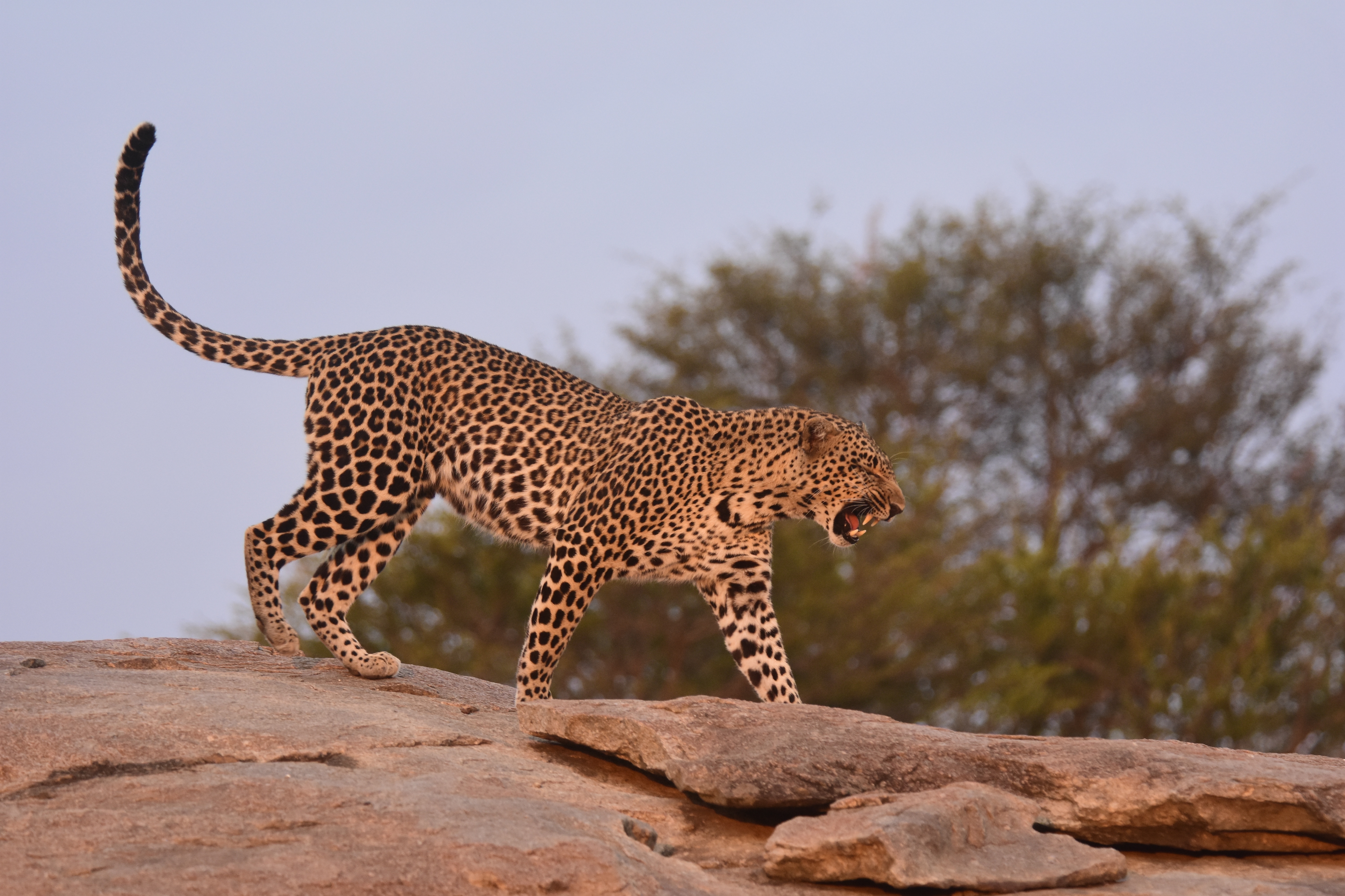 5 Days 4 Nights Big Five Safari