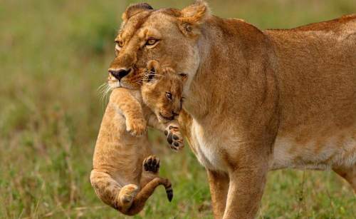  4-Day Luxury Fly-in Safari to Masai Mara with Fly Als