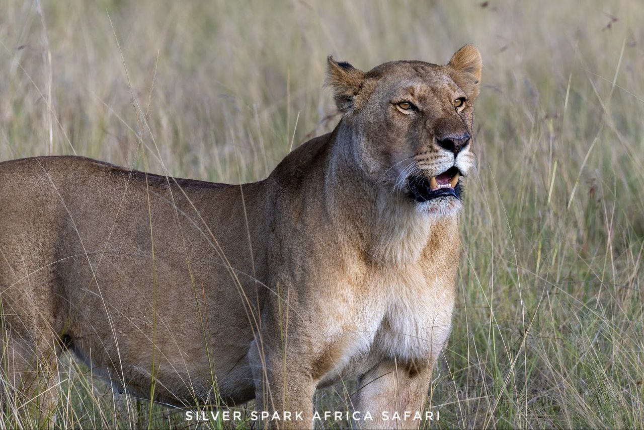 8 Days: Tsavo East, Amboseli, Lake Nakuru & Samburu National Park Safari