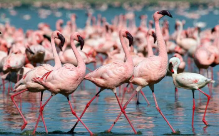 6-Day Kenya's Iconic Parks Private Safari