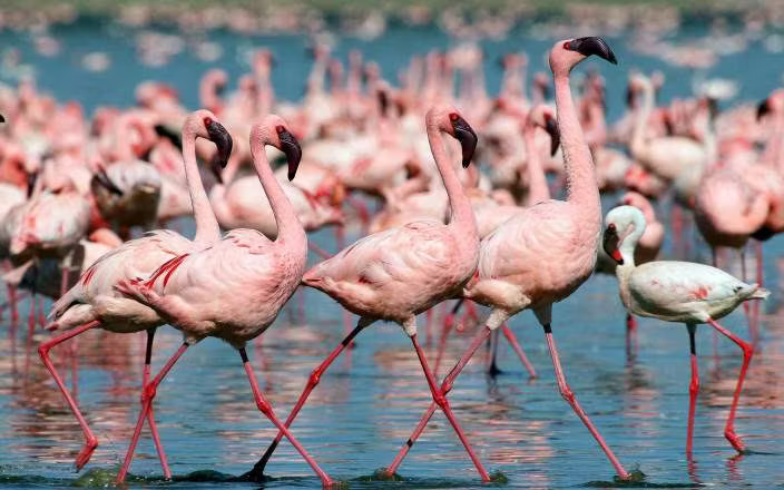 6-Day Kenya's Iconic Parks Private Safari
