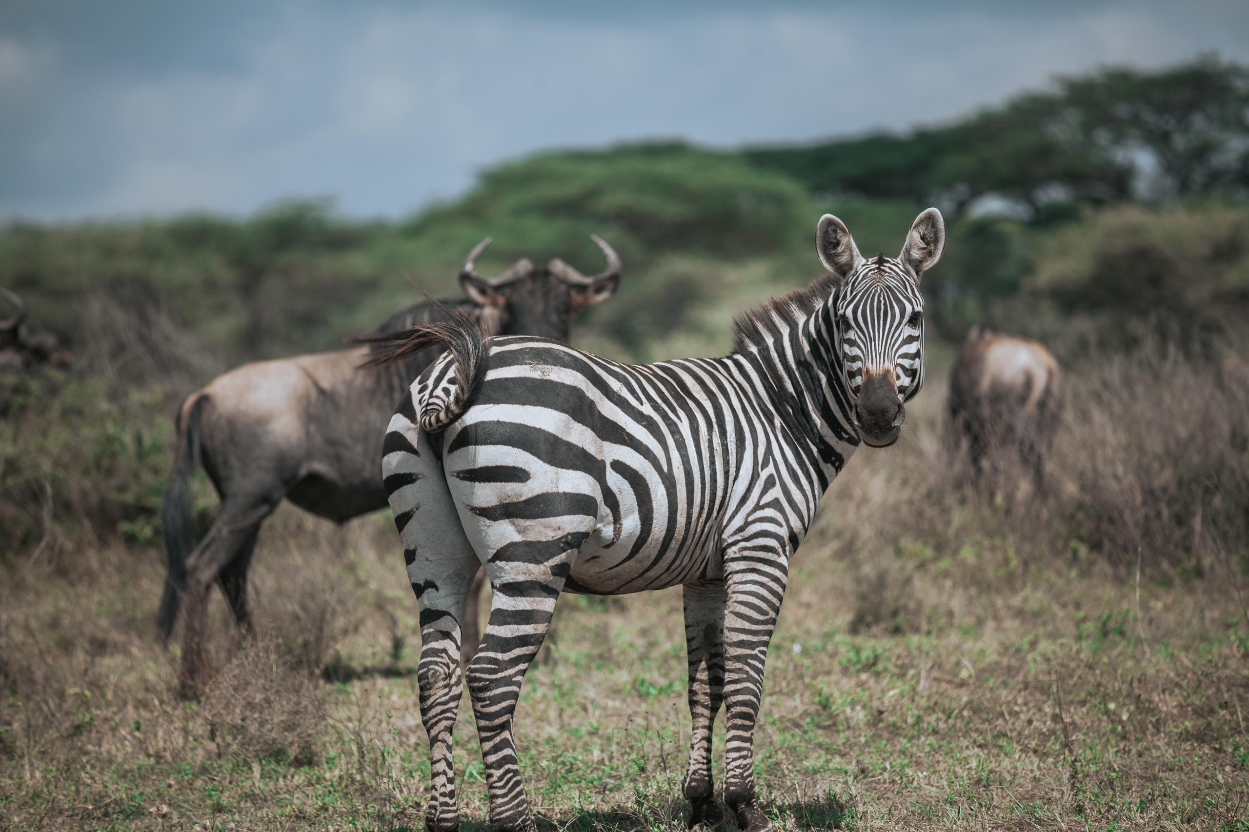 2 Days Safari from Zanzibar, Tarangire& Ngorongoro Crater
