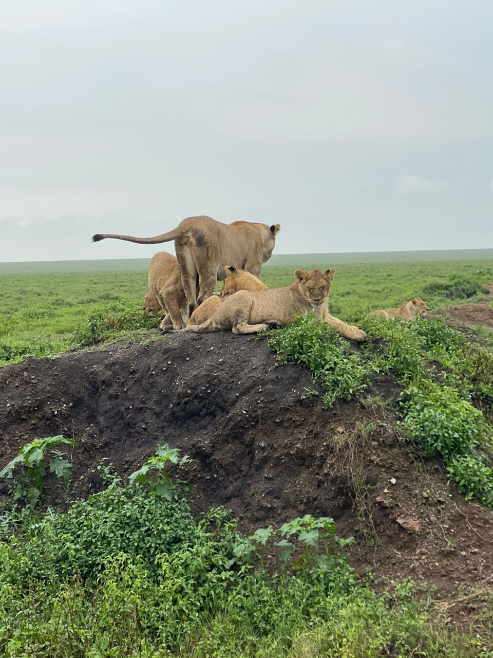 8-Day Tanzania Wildlife & Calving Season Safari 