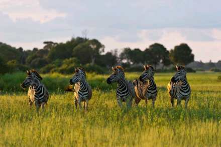 4-Day Tanzania Safari: Serengeti National Park & Ngorongoro Crater from Arusha, Tanzania