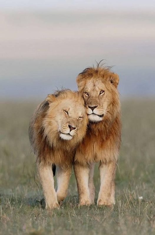 3-Day Budget Safari, Tarangire, Ngorongoro & Manyara