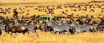 6-Day Midrange Tanzania Safari: Tarangire, Serengeti & Ngorongoro