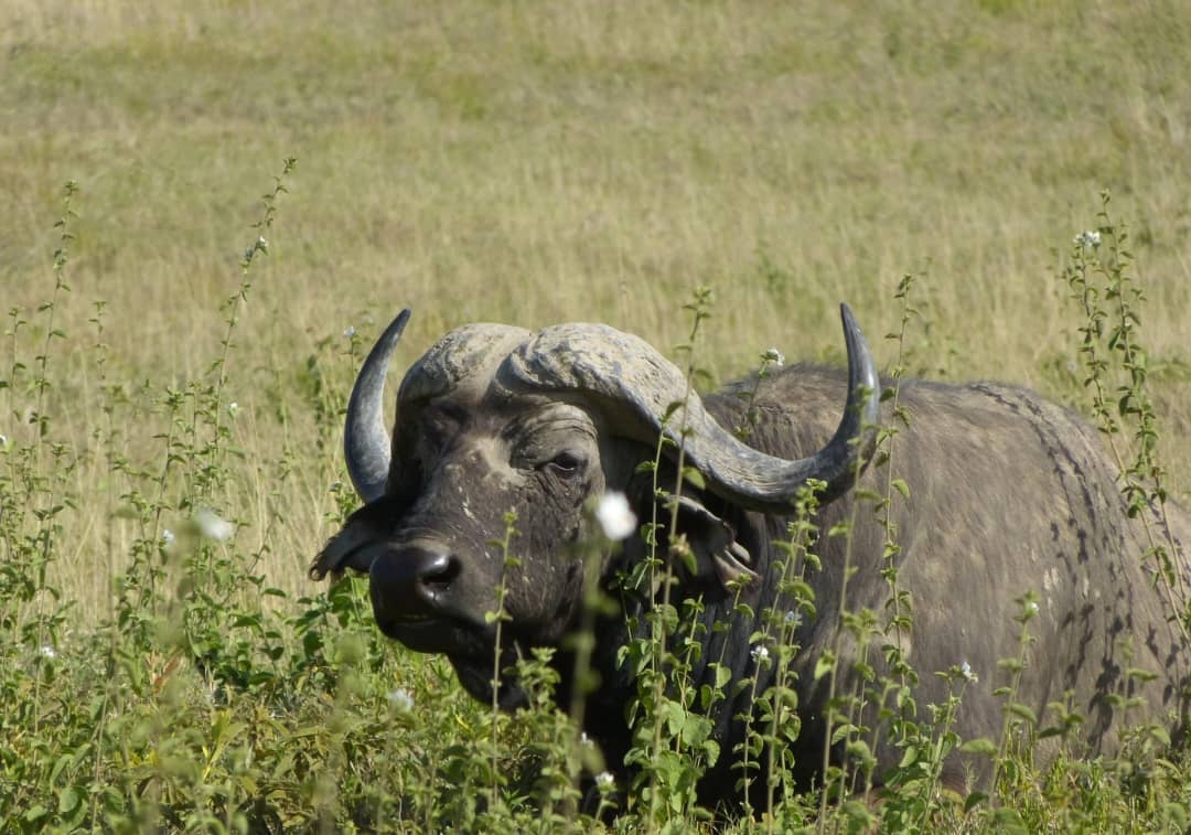 2-Days Private Midrange Safari Tarangire & Ngorongoro