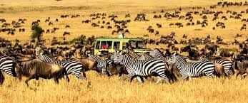 4-Day Luxury Tanzania Safari: Serengeti, Ngorongoro & Tarangire