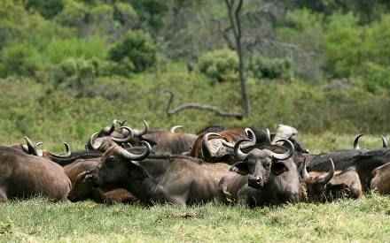 6-Day Luxury Great Migration Safari – Tanzania (All-Inclusive)