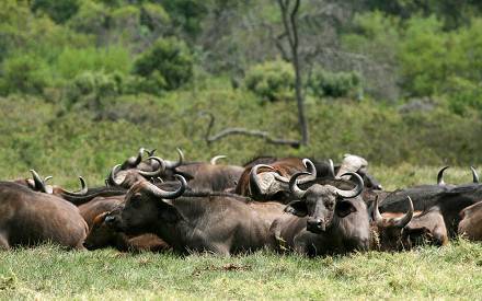 6-Day Luxury Great Migration Safari – Tanzania (All-Inclusive)